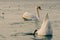 A white adult swan ducked into the sea water for fish. On the surface of the water, only the tail and flippers of the swan bird ar