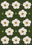 White Aesthetic Firethorn Flower Wallpaper