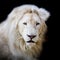 White Africa lion