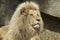 White africa lion