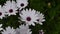 White African daisies in the spring