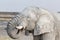 White african elephants on Etosha waterhole