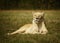 White African female lioness sleeping in the sun on a flat grass area in the Lion Park, South Africa