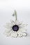 White African Gerber Daisy front