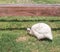 White African Guinea Fowl