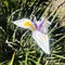 White African Iris, under sunshine day.