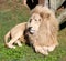White African Lion (Panthera leo krugeri) resting in a zoo in South Africa : (pix SShukla) (1)