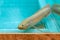 White African Lungfish or Dipnoi in a fish tank