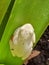 White African Marble reed frog