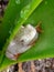 White African Marble reed frog