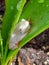 White African Marble reed frog