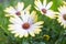 White african moon daisy, oxeye daisy