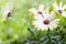 White african moon daisy, oxeye daisy