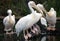 White african Pelicans standing over a log at the shore, fishing in the shore at surf-shore while hunting for food.