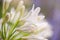 White agapanthus flower