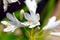 White Agapanthus flowers