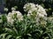 white agapanthus flowers in garden