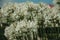 White Agapanthus flowers in a leafy garden