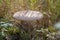 White agaric in a meadow surrounded by high dried grass under sunlight