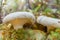 White agaric mushroom
