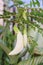 White agasta flower of Sesbania Vegetable Hummingbird