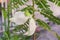 White agasta flower of Sesbania Vegetable Hummingbird