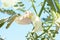 White Agasta, Sesban, Vegetable humming bird, Butterfly tree, Agati bloom on blue sky background.