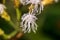 White Ageratum Houstonianum (or Floss Flower, Blue Mink, Blueweed, Foot, Mexican Paintbrush)