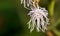 White Ageratum Houstonianum (or Floss Flower, Blue Mink, Blueweed, Foot, Mexican Paintbrush)