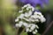White Ageratum houstonianum flower in the garden