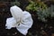 White agrotextile cover for rose bush