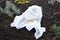 White agrotextile cover for rose bush