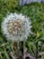 White air dandelion in the middle of the field