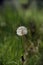 White airy dandelions among grass