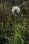 White airy dandelions among grass