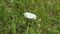 White Ajwain flower in green grass. Annual herb