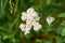 White ajwain flowers blooming in June