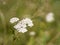 White ajwain flowers on green blurred background