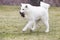 white akita inu dog