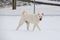 White Akita Walking in Snow