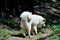 A white Akita walking through the yard