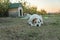 White Alabai lying on grass looking forward.