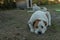 White Alabai lying on grass looking forward.