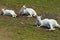 White Albino Australian Western Grey Kangaroos in Natural Setting.