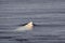 White albino cuvier beaked whale close up portrait