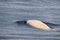 White albino cuvier beaked whale close up portrait