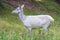 White albino deer in a forest, Denmark