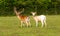 White albino deer and red deer together