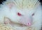 White albino hedgehog with red eyes close-up. Breeding of rare, thoroughbred animals at home