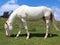 white albino horse white grazing in mountain in summer without p